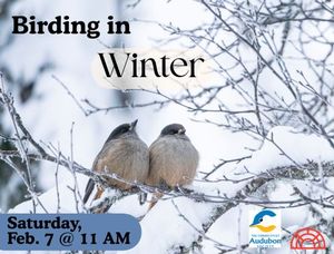 Birding in Winter